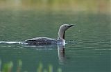 Red-throated Loonborder=